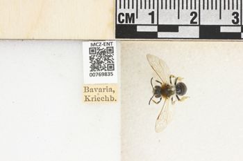 Media type: image;   Entomology 769835 Aspect: Labels